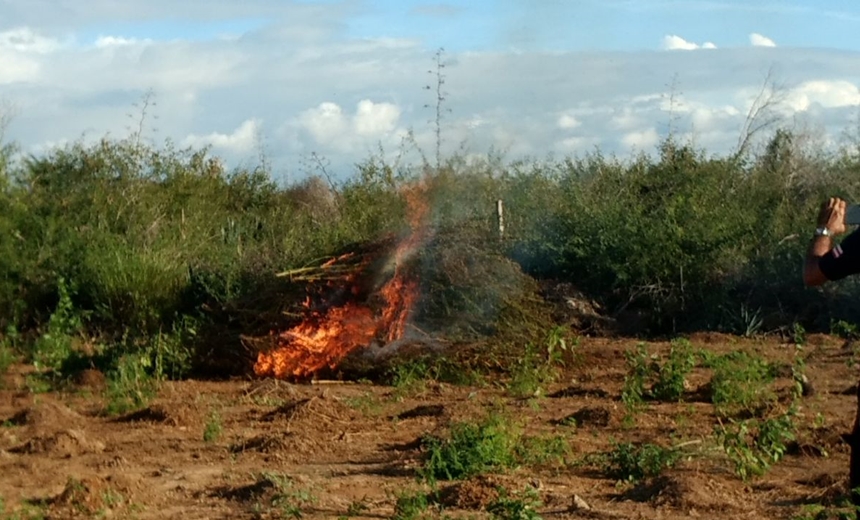 VÁRZEA NOVA: Plantação de maconha é erradicada durante operação da Polícia