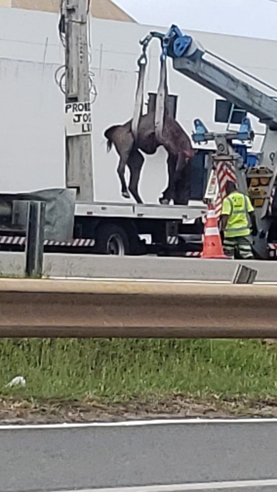 Cavalo morre em acidente com veículo na BA 099; altura de Jauá | Aratu On -  Notícias da Bahia e dos baianos