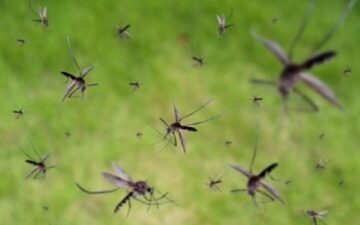 Rede de saúde de Brasília entra em colapso por dengue; vacinação contempla crianças de 10 e 11 anos