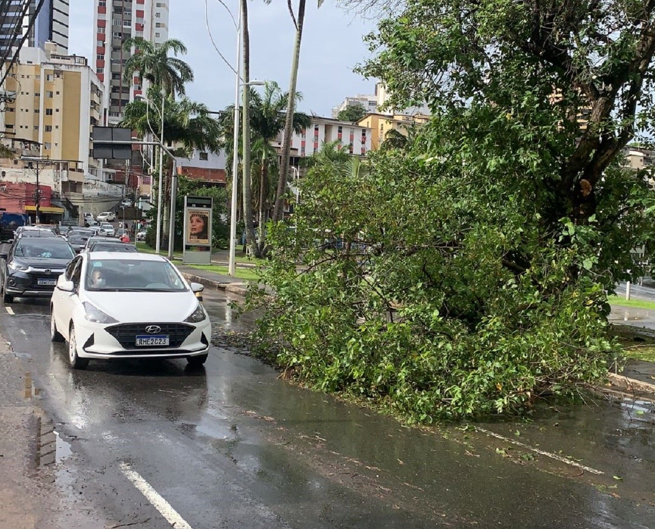 Queda de árvore sobre a pista provoca congestionamento de trânsito na  Avenida Centenário, em Salvador | Aratu On - Notícias da Bahia e dos baianos