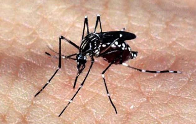 Dengue: 23 municípios baianos estão em epidemia da doença