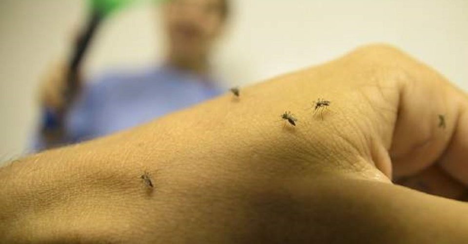 Verão Sem Mosquito: plano de combate ao Aedes aegypti será iniciado na quarta-feira em Salvador