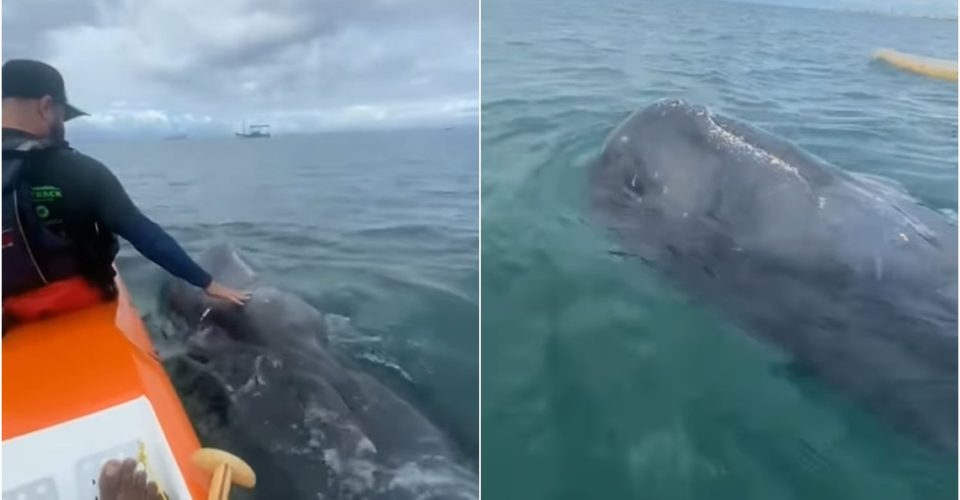Filhote de baleia é avistado na praia de Itapuã; veja vídeo