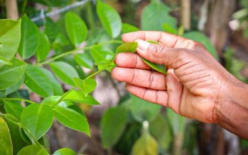 Projeto Fitoterápicos fortalece produção sustentável de plantas medicinais em quatro estados, incluindo Bahia