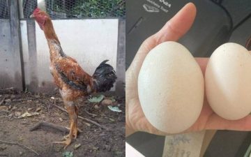 Galinha gigante surpreende criadores e bota ovo com outro dentro; veja vídeo