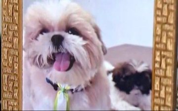Cão da raça shih-tzu morre após ser deixado em petshop; animal teria sido esquecido dentro de um carro