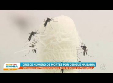 Cresce o número de mortes por dengue na Bahia