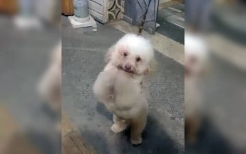 Pitbull ataca e mata Poodle na Barra; é o segundo ataque em 15 dias no bairro
