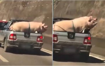 Porco e cabrito são transportados no fundo de caminhonete em rodovia de São Paulo