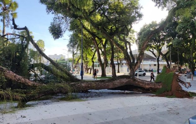 Árvore de grande porte cai no bairro do Campo Grande, em Salvador