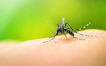 Sobe para 56 o número de óbitos por dengue registrado este ano na Bahia
